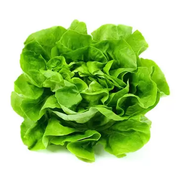 Salata svježa BIO kg-0